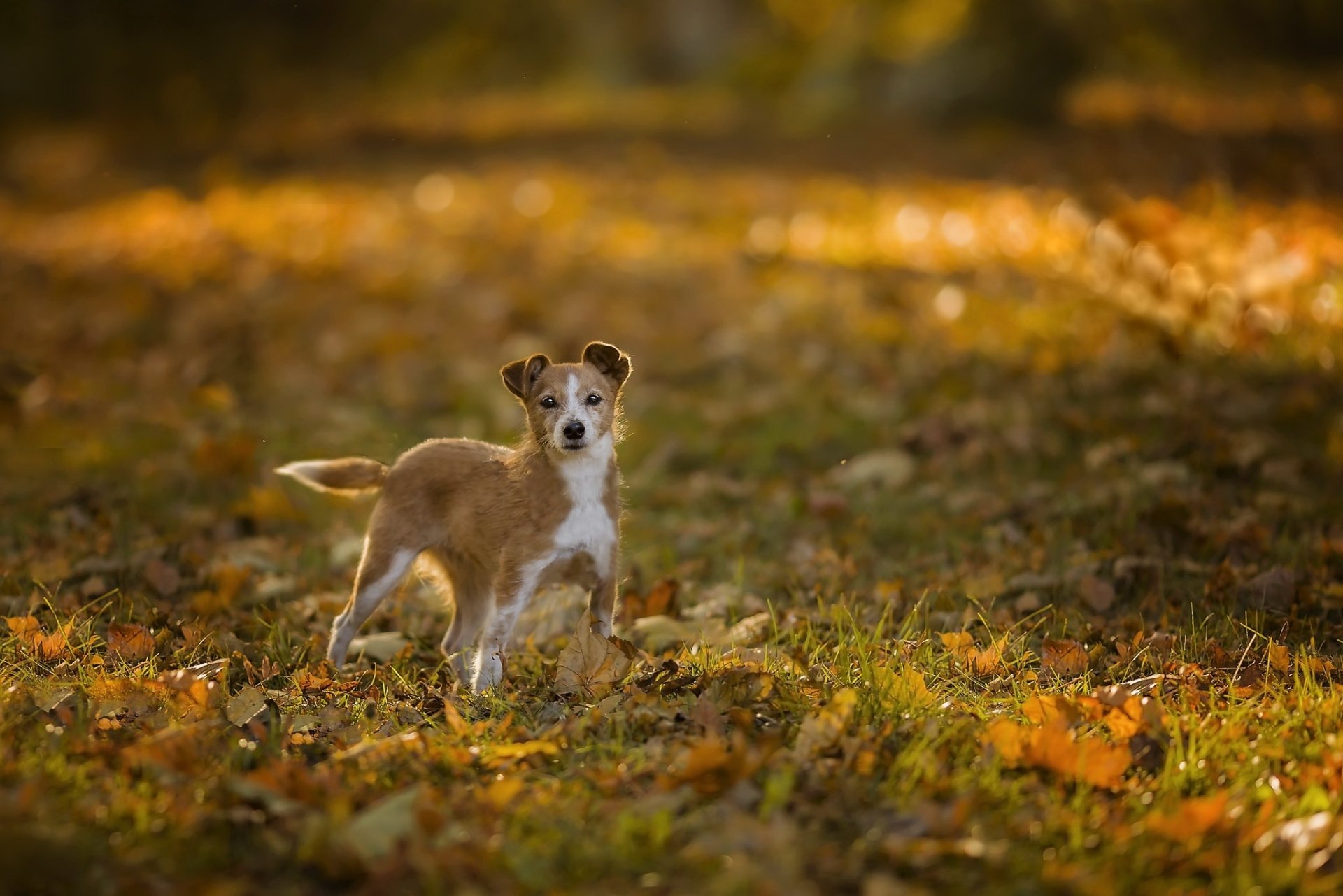 Download Fall Animal Dog HD Wallpaper | 2048x1366 | Wallpaper Abyss