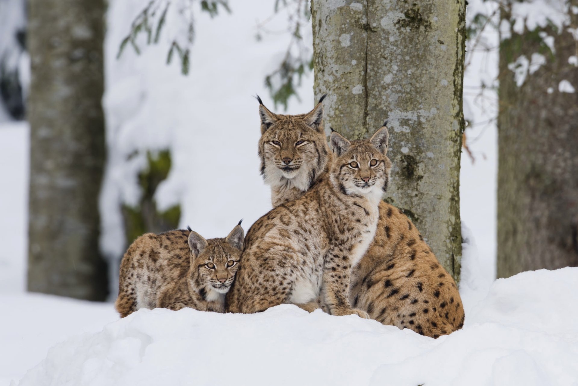 Download Snow Cub Baby Animal Animal Lynx HD Wallpaper