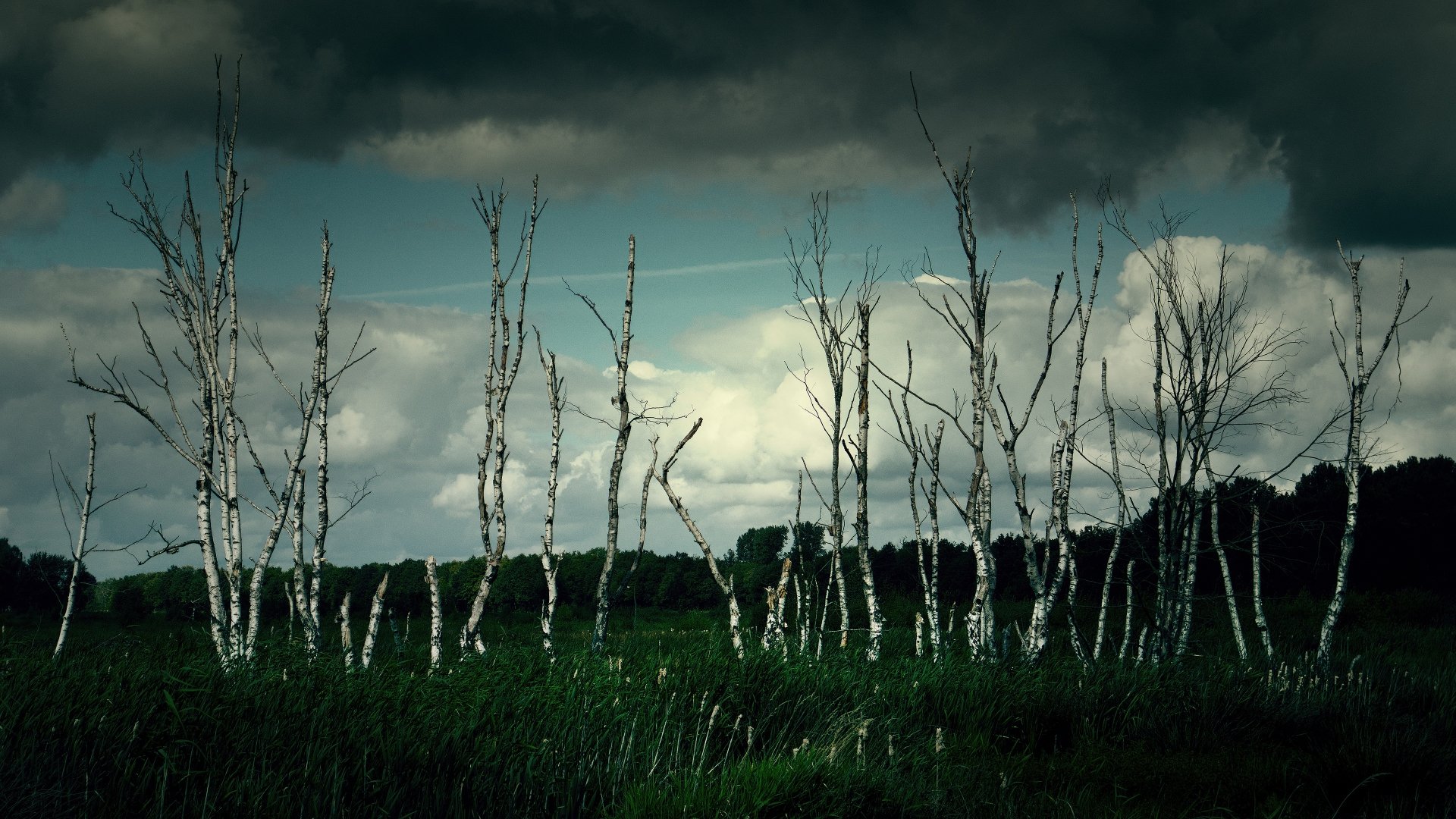 Download Sky Trunk Nature Birch 4k Ultra HD Wallpaper