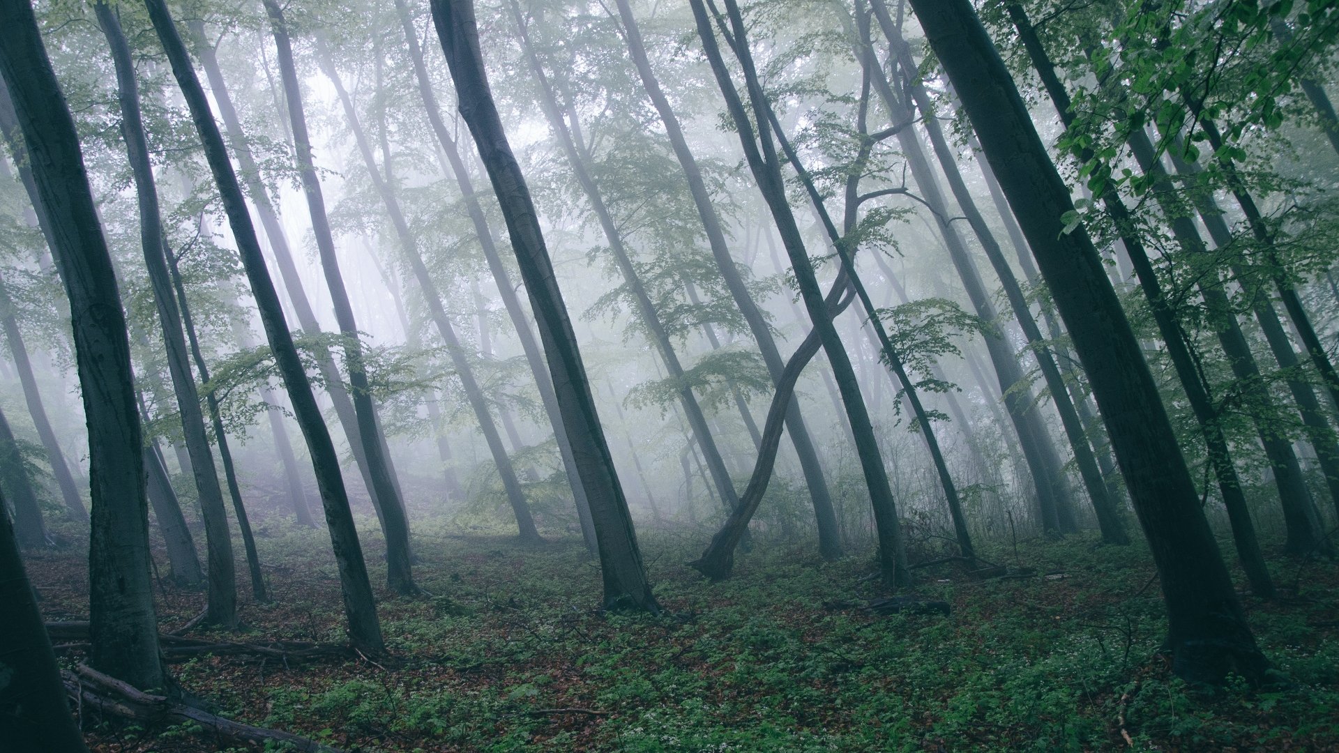 Download Trunk Forest Nature Fog 4k Ultra HD Wallpaper