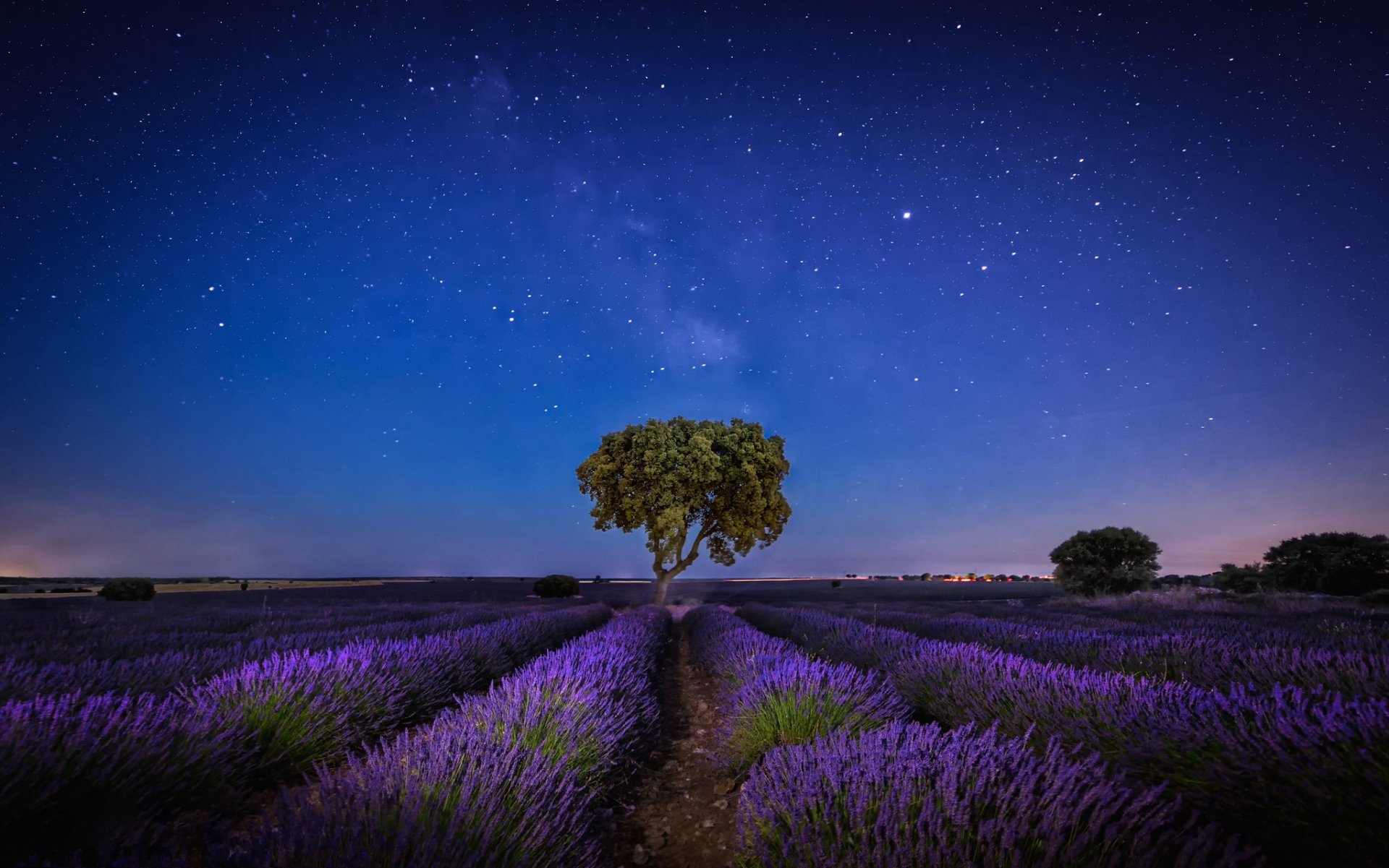 Download Nature Purple Flower Tree Night Sky Lavender HD Wallpaper