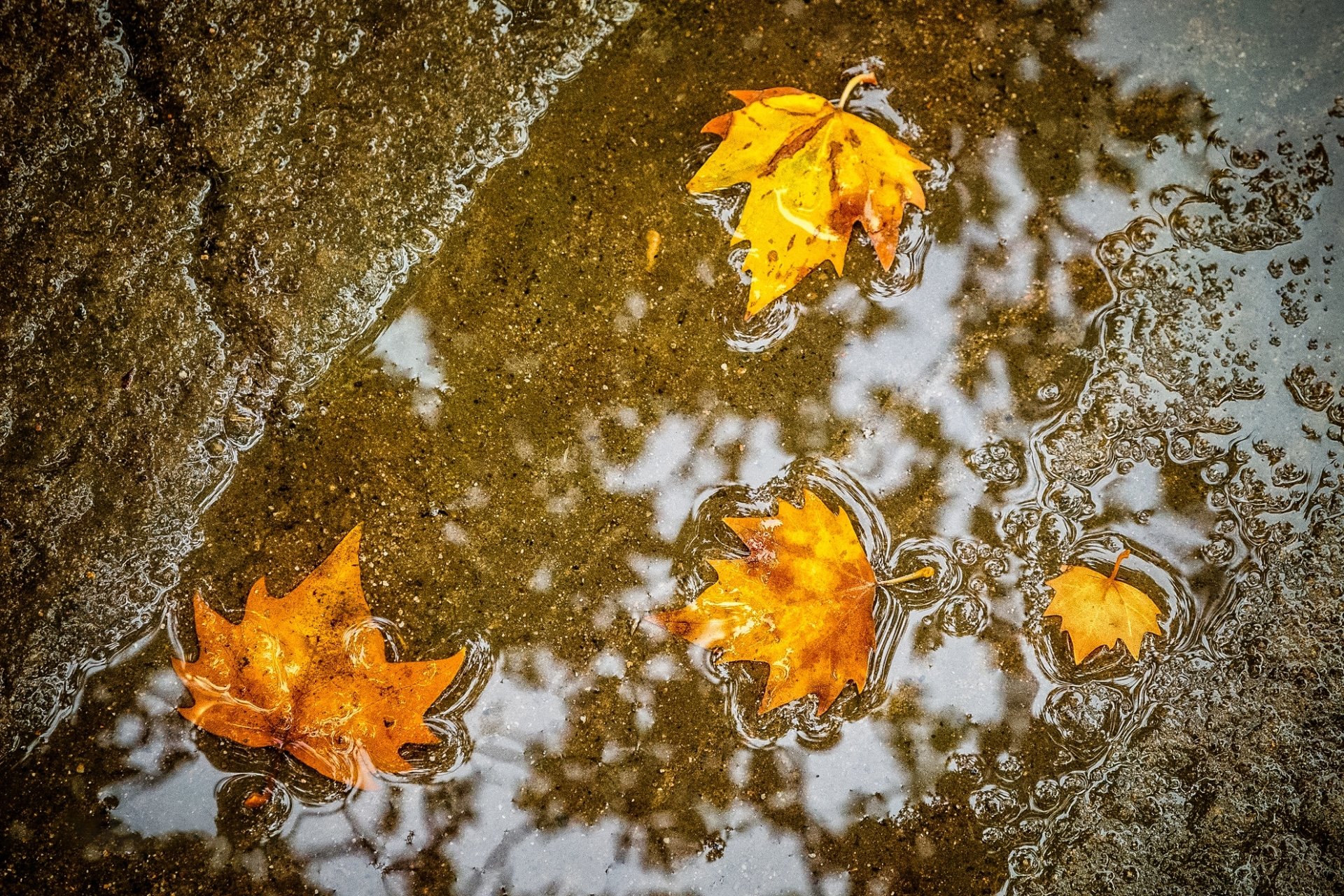 HD PC desktop wallpaper background of golden maple leaves floating in a puddle, reflecting trees — a serene fall nature scene.