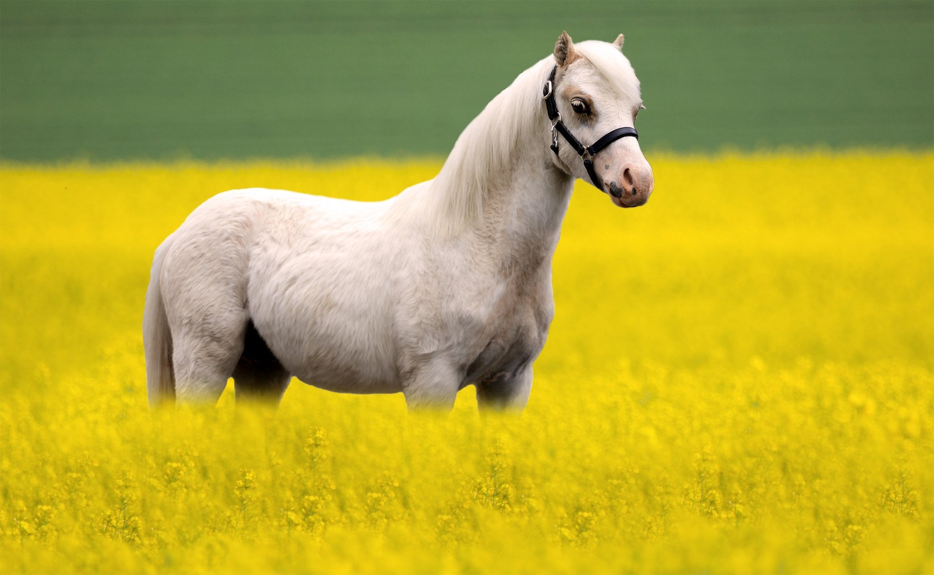 A white horse stands in a vibrant yellow rapeseed flower field under a clear green sky, captured in an HD desktop wallpaper image.