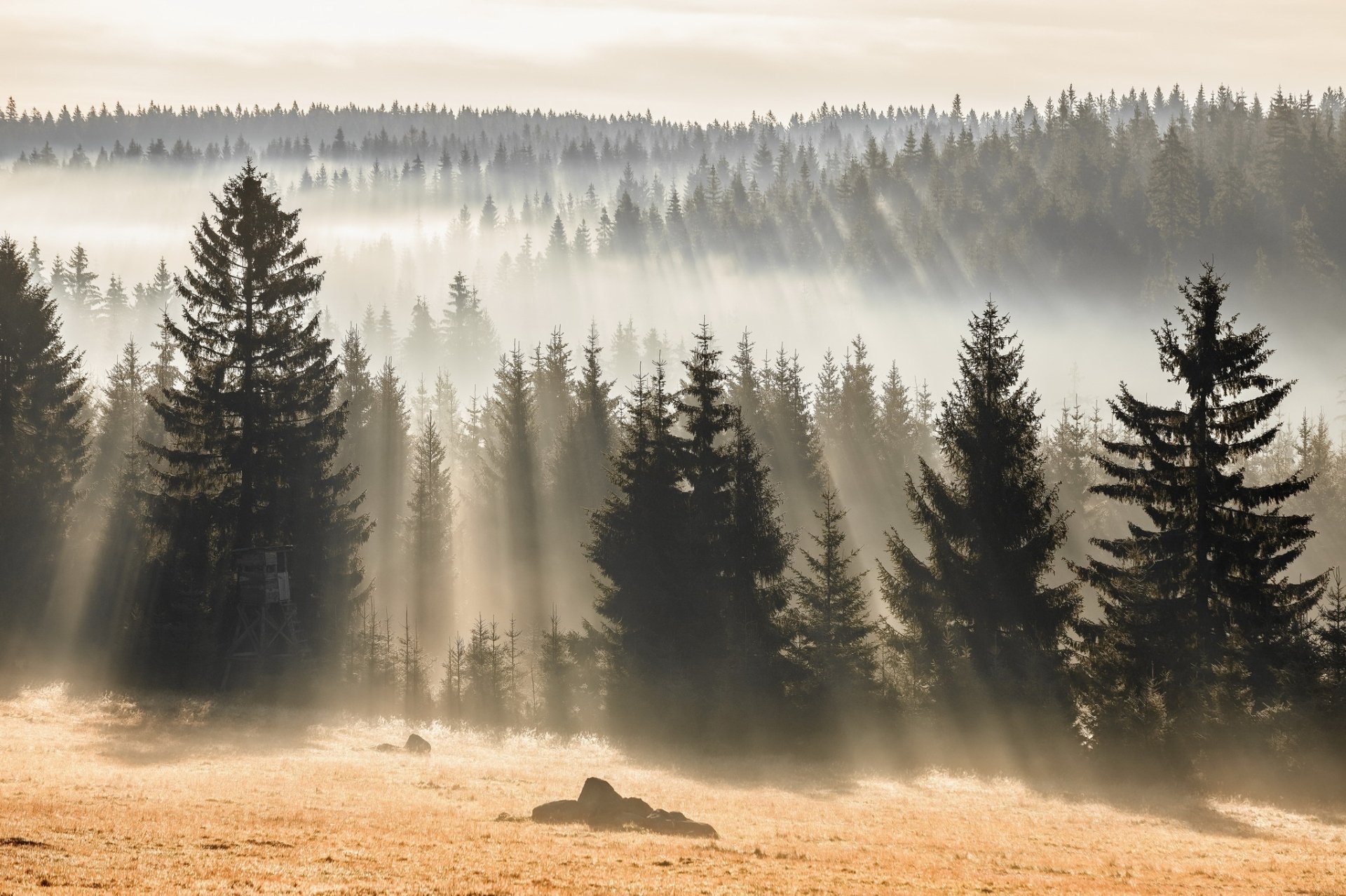 HD PC desktop wallpaper: misty fir forest with sunbeams piercing fog over a grassy clearing, a serene nature background.