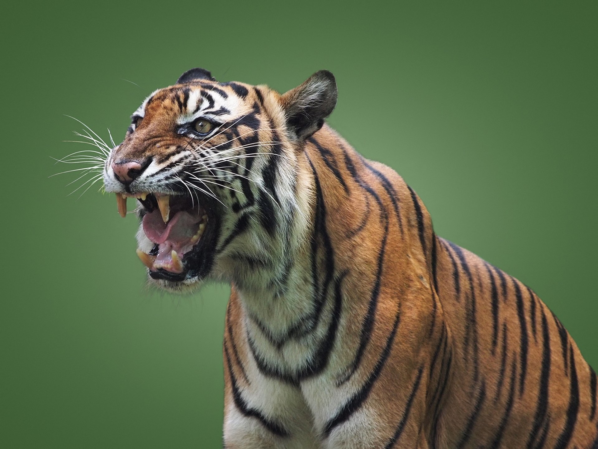 Download Mouth Animal Tiger HD Wallpaper