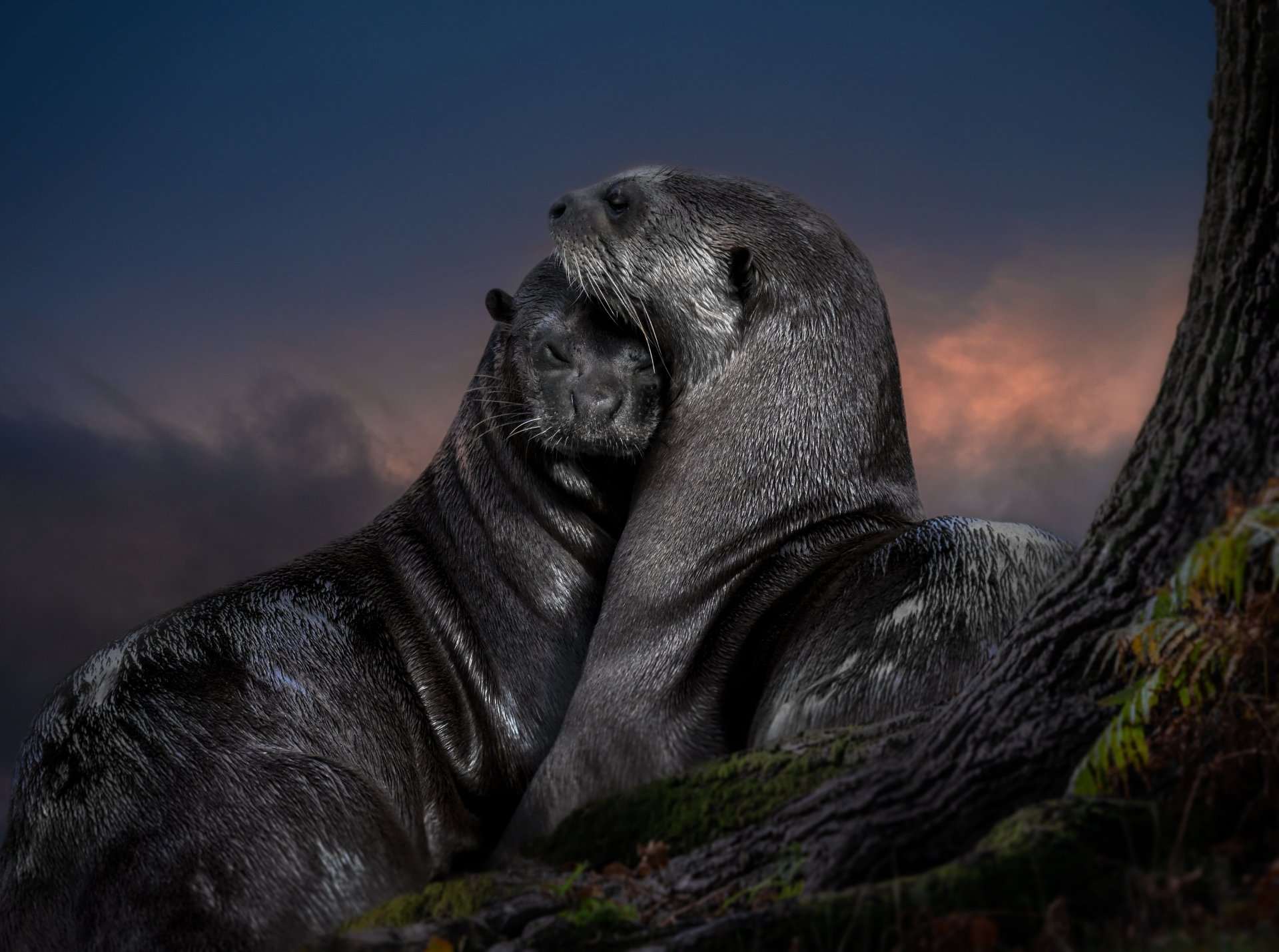 Two otters embracing on a mossy rock at dusk, dramatic sky — high-detail 4K Ultra HD animal image for PC desktop wallpaper and background.