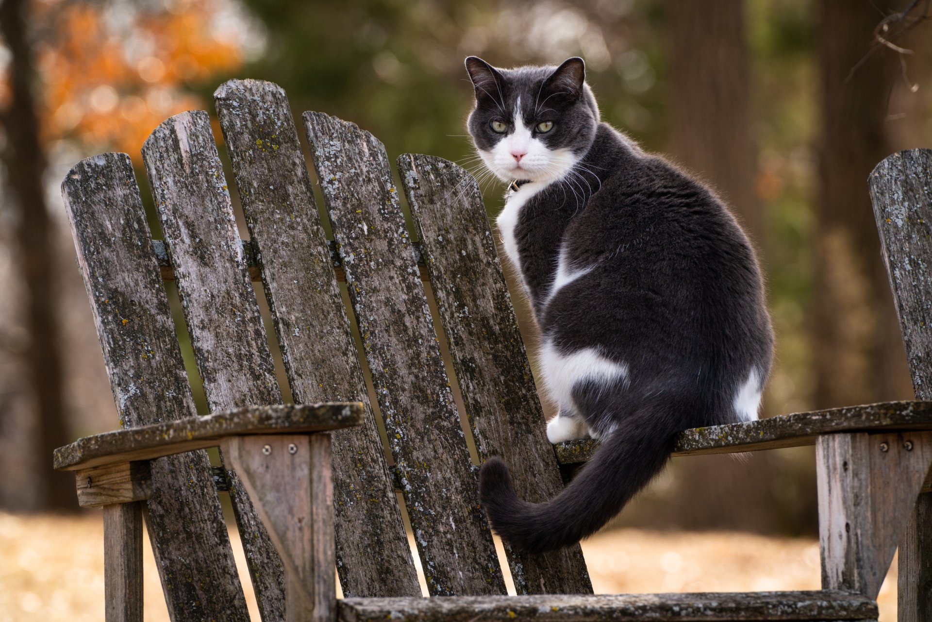 Black and white cat sitting on a weathered wooden chair in a natural outdoor setting, captured in 8K Ultra HD for PC desktop wallpaper and background.