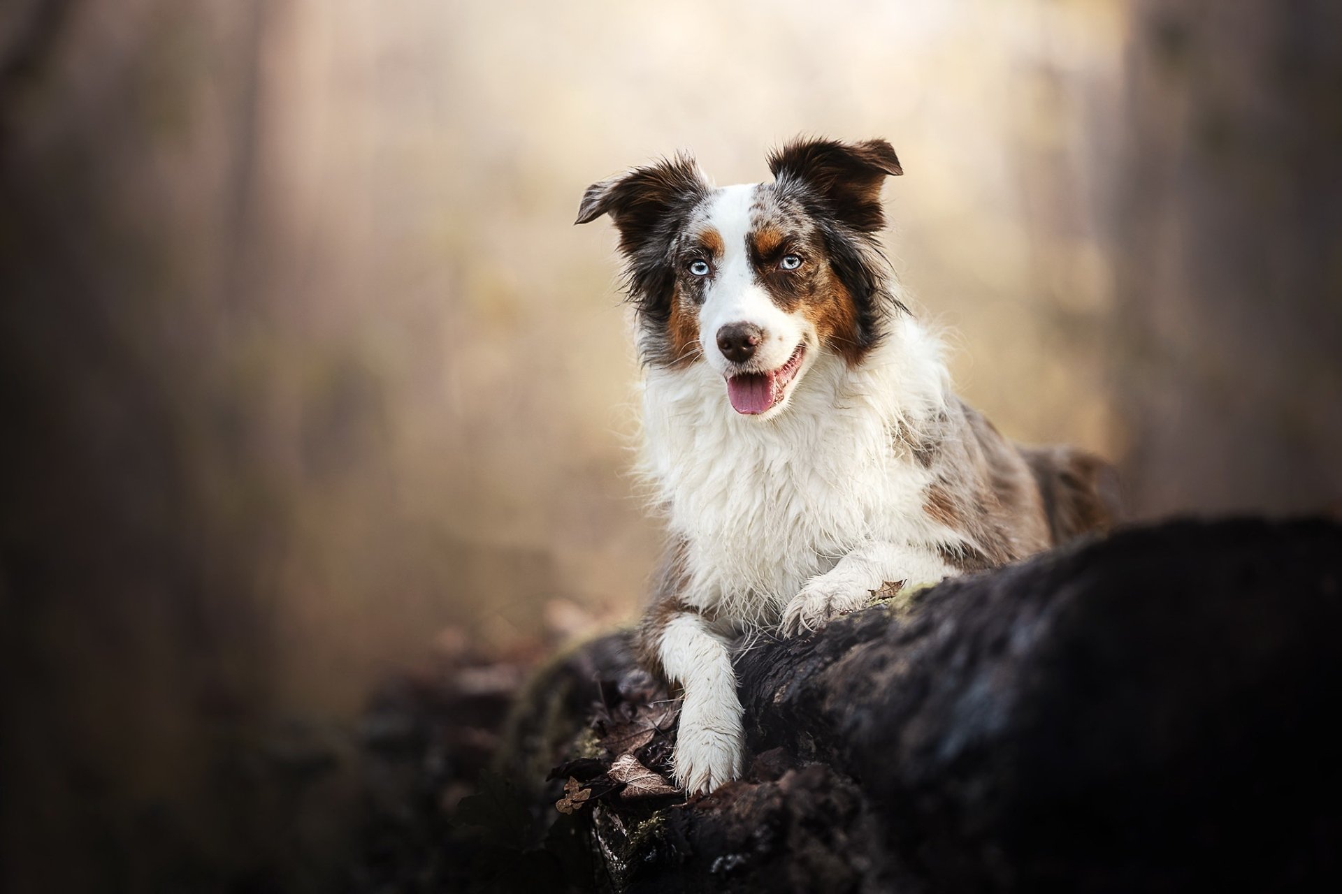 Download Dog Animal Border Collie HD Wallpaper