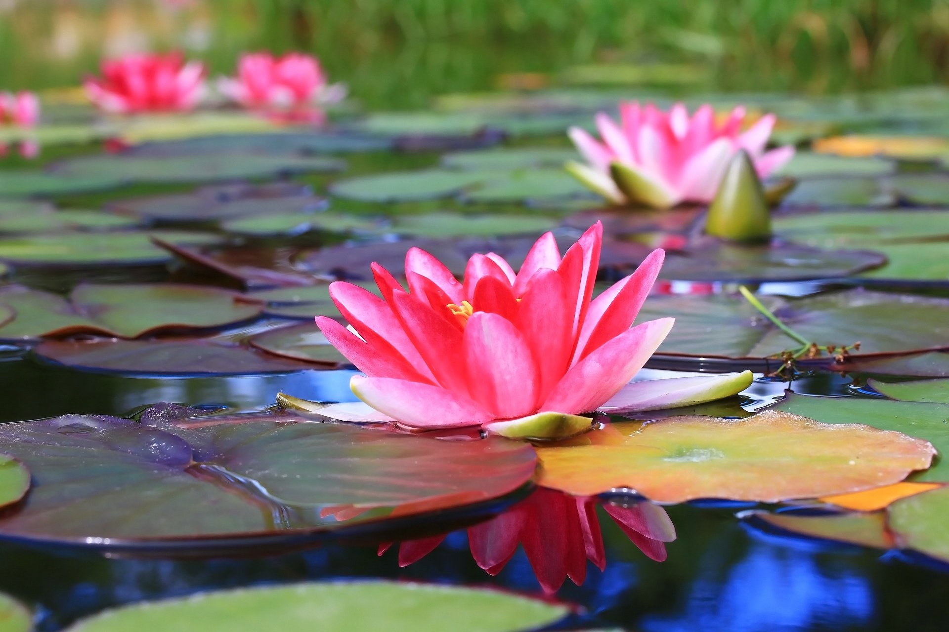 Download Pink Flower Nature Water Lily HD Wallpaper