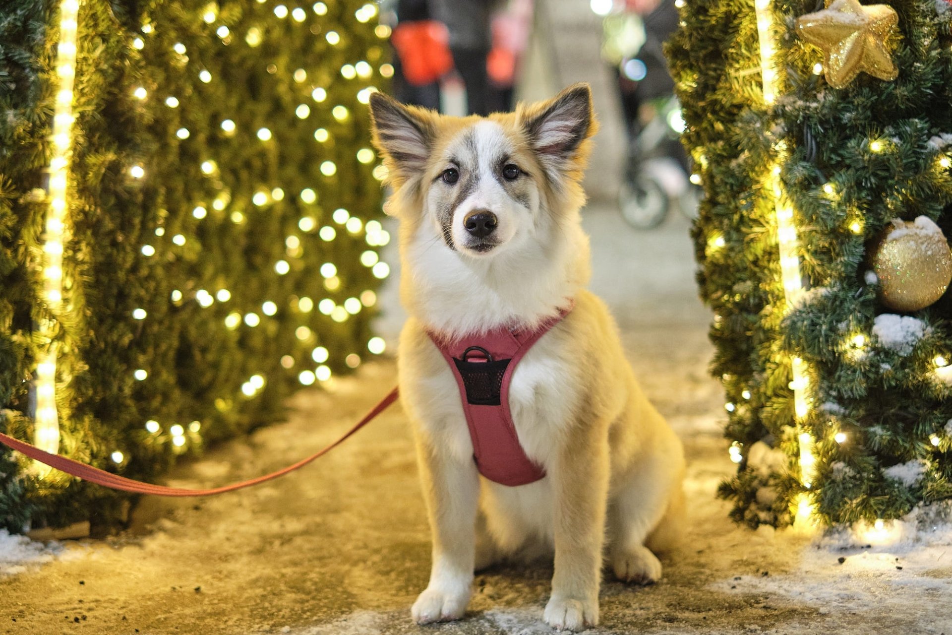 HD PC desktop wallpaper and background of a Christmas dog: white-and-tan animal in a red harness sitting among twinkling, ornamented Christmas trees.