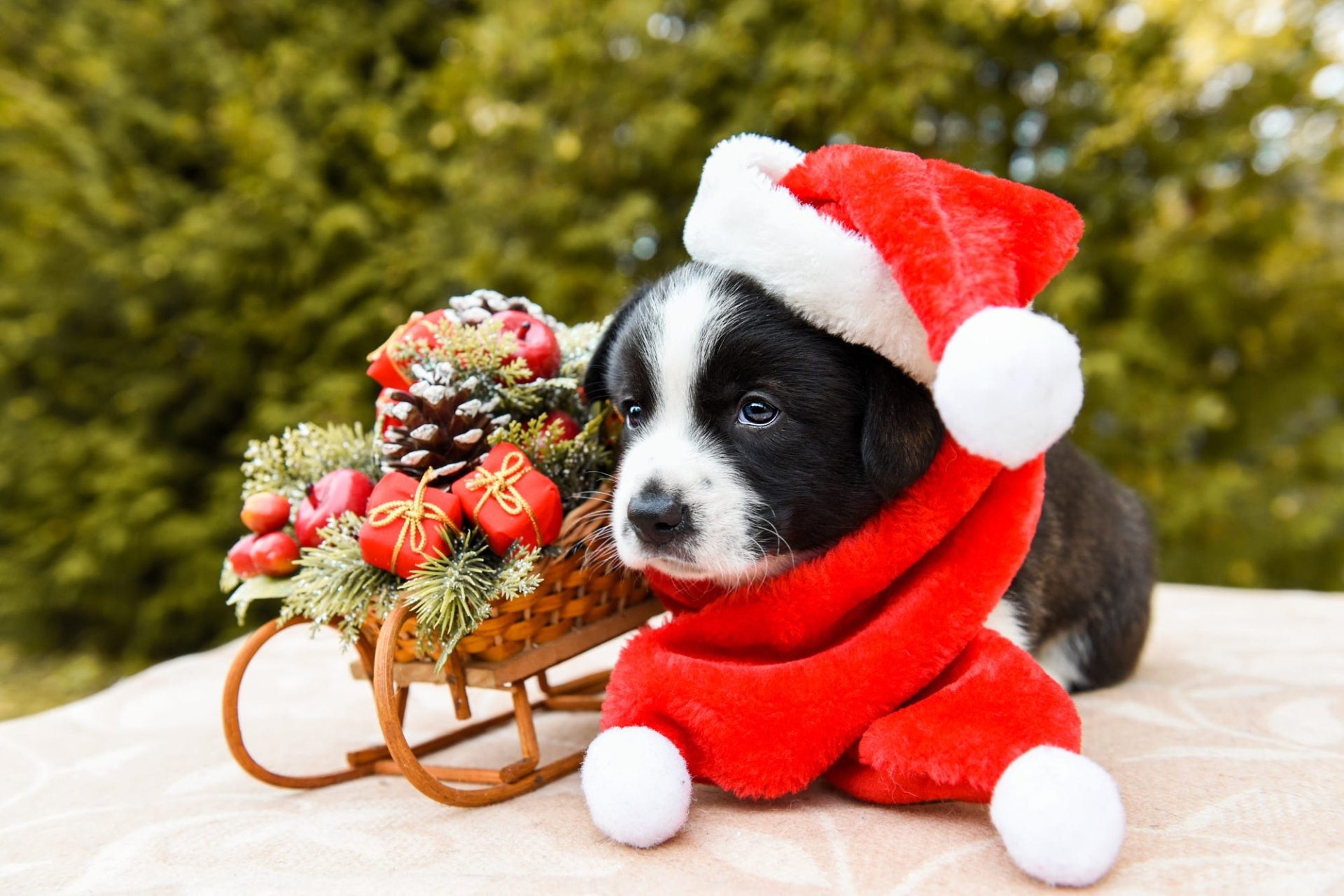 Download Santa Hat Sled Christmas Baby Animal Dog Animal Puppy Christmas Dog HD Wallpaper