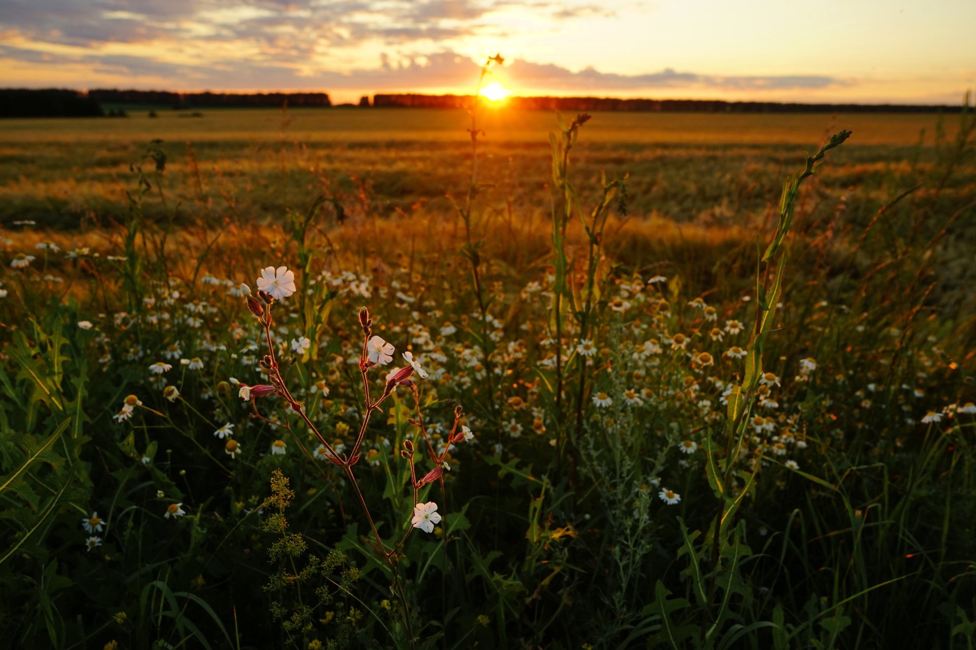 Nature Field 4k Ultra HD Wallpaper