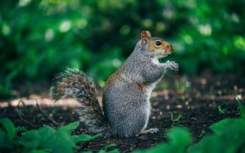 3 Quokka HD Wallpapers | Hintergründe - Wallpaper Abyss