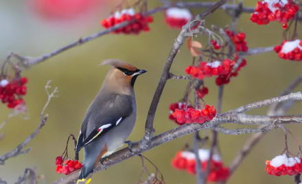 bird Animal waxwing HD Desktop Wallpaper | Background Image