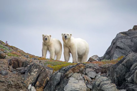 Animal polar bear HD Desktop Wallpaper | Background Image