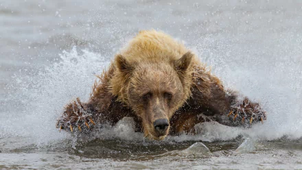 splash Animal bear HD Desktop Wallpaper | Background Image