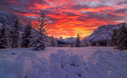 fir tree mountain snow winter canadian rockies Canada Alberta nature sunset HD Desktop Wallpaper | Background Image