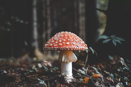 fly agaric nature mushroom HD Desktop Wallpaper | Background Image