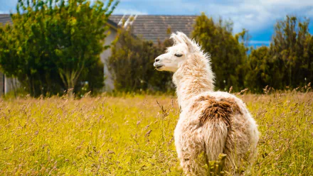 Animal llama HD Desktop Wallpaper | Background Image