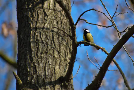 trunk bird Animal titmouse HD Desktop Wallpaper | Background Image