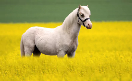 A white horse stands in a vibrant yellow rapeseed flower field under a clear green sky, captured in an HD desktop wallpaper image.