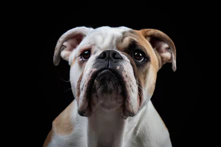 dog Animal english bulldog HD Desktop Wallpaper | Background Image