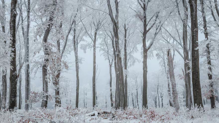 A serene winter forest scene showing tree trunks covered in snow and frost, captured in stunning 4K Ultra HD for a crisp, natural desktop wallpaper background.