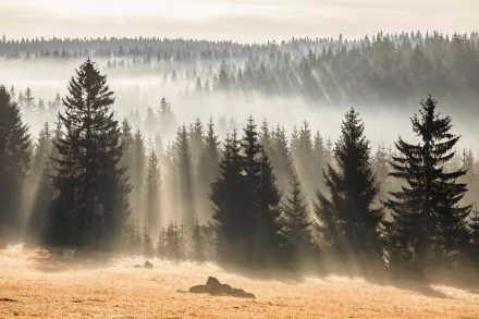 HD PC desktop wallpaper: misty fir forest with sunbeams piercing fog over a grassy clearing, a serene nature background.