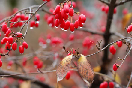 5K Ultra HD PC desktop wallpaper: red dogwood berries on a branch with water droplets against a soft bokeh nature background.