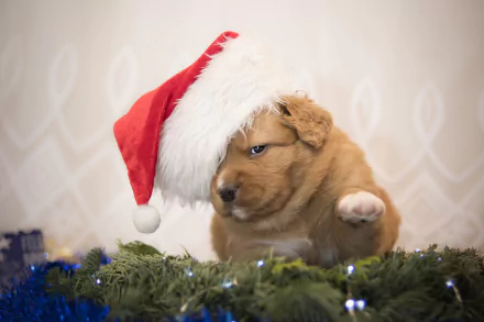 HD PC desktop wallpaper: fluffy puppy in a Santa hat peeking over garland with blue lights — festive Christmas baby animal dog.