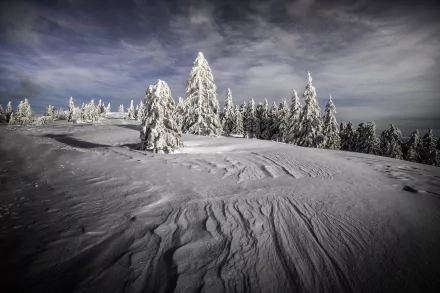 spruce nature snow winter HD Desktop Wallpaper | Background Image