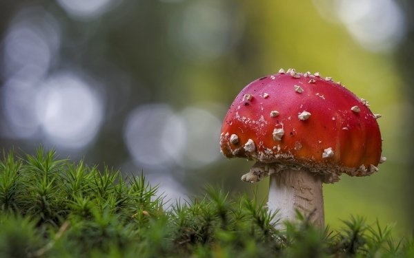 Earth Mushroom Nature Close-Up HD Wallpaper | Background Image