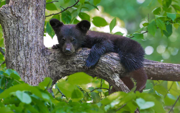 Bear cub (baby animal) lounging on a tree trunk among green leaves — 4K Ultra HD PC desktop wallpaper background.
