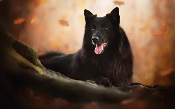 dog Groenendael Animal belgian shepherd HD Desktop Wallpaper | Background Image