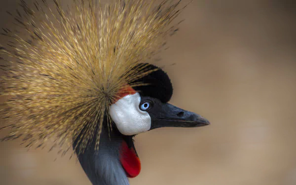 bird Animal Grey crowned crane Crane (bird) HD Desktop Wallpaper | Background Image
