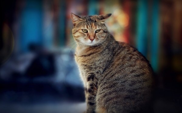 Animal Cat HD Wallpaper | Background Image