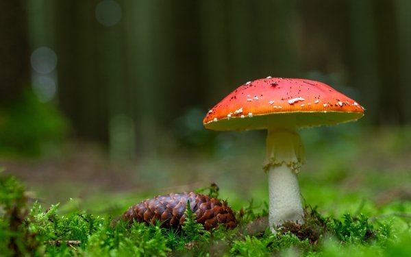 Earth Mushroom Fly Agaric Pine Cone Moss HD Wallpaper | Background Image