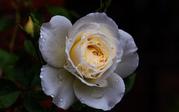 water drop white flower white rose macro flower nature rose HD Desktop Wallpaper | Background Image