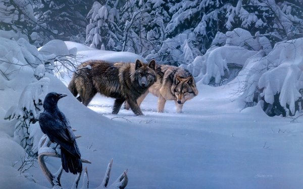 Animal Wolf Wolves Winter Bird Raven HD Wallpaper | Background Image