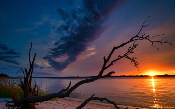 Sunset over a North Carolina river with silhouetted tree branches against a colorful sky, captured in 4K Ultra HD for a vivid nature desktop wallpaper.
