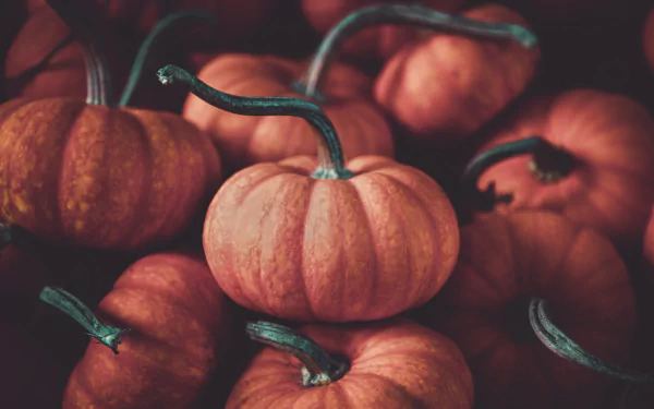 food pumpkin HD Desktop Wallpaper | Background Image