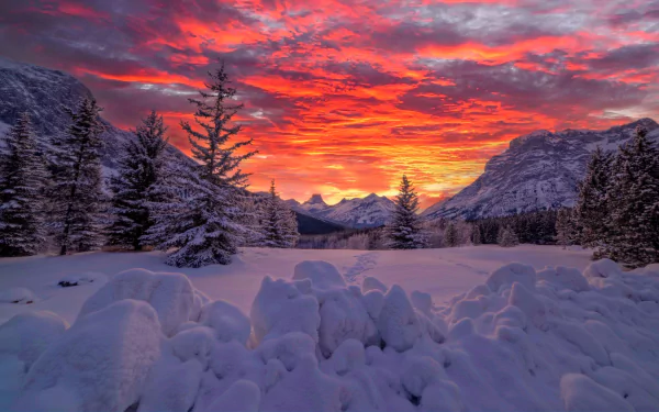 2K Quad HD desktop wallpaper: snowy Alberta, Canadian Rockies winter sunset — fir trees frame snow-covered foreground and snowy mountain peaks beneath a fiery orange-red sky.