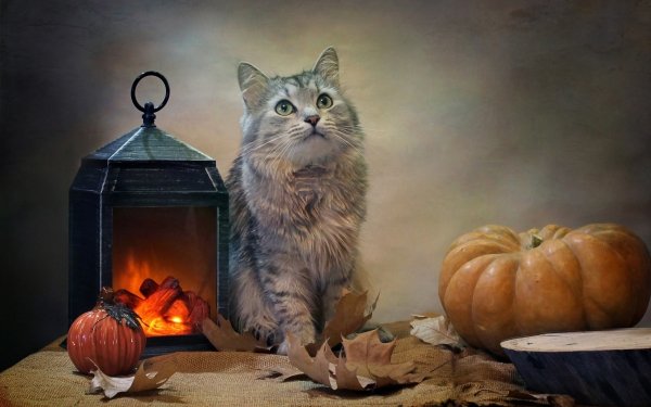 Animal Cat Cats Lantern Pumpkin Burlap HD Wallpaper | Background Image