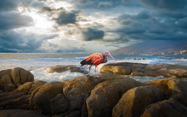 Animal Scarlet Ibis Birds Ibises Sea Sky Cloud Bird HD Wallpaper | Background Image