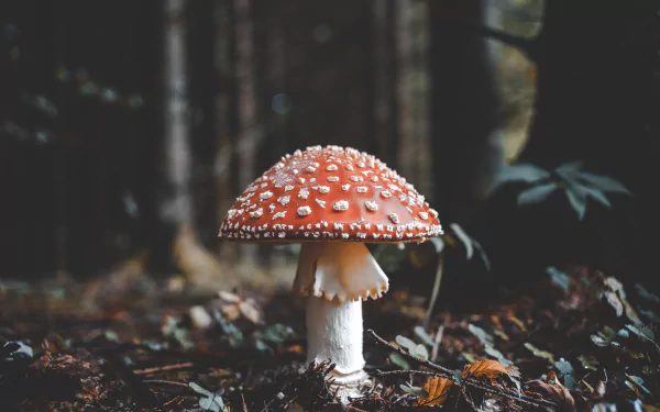 fly agaric nature mushroom HD Desktop Wallpaper | Background Image