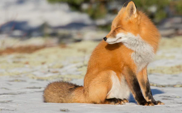 HD PC desktop wallpaper featuring a vibrant red fox sitting on a snowy and blurred natural background.