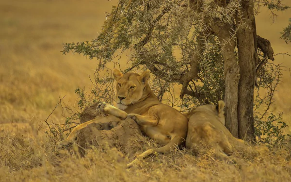 lioness Animal lion HD Desktop Wallpaper | Background Image