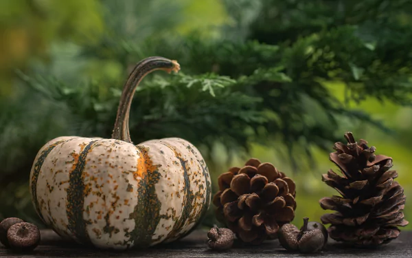 pine cone food pumpkin HD Desktop Wallpaper | Background Image