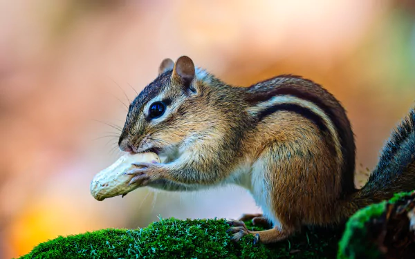 peanut rodent moss Animal chipmunk HD Desktop Wallpaper | Background Image