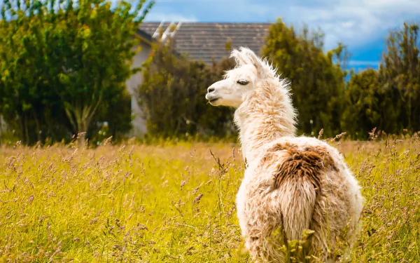 Animal llama HD Desktop Wallpaper | Background Image